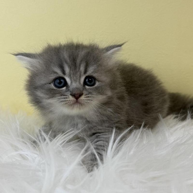 販売中の埼玉県のサイベリアン-139625の2枚目