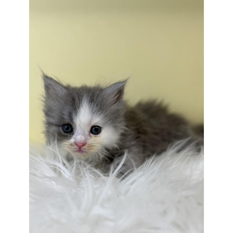 販売中の埼玉県のサイベリアン-139626の4枚目