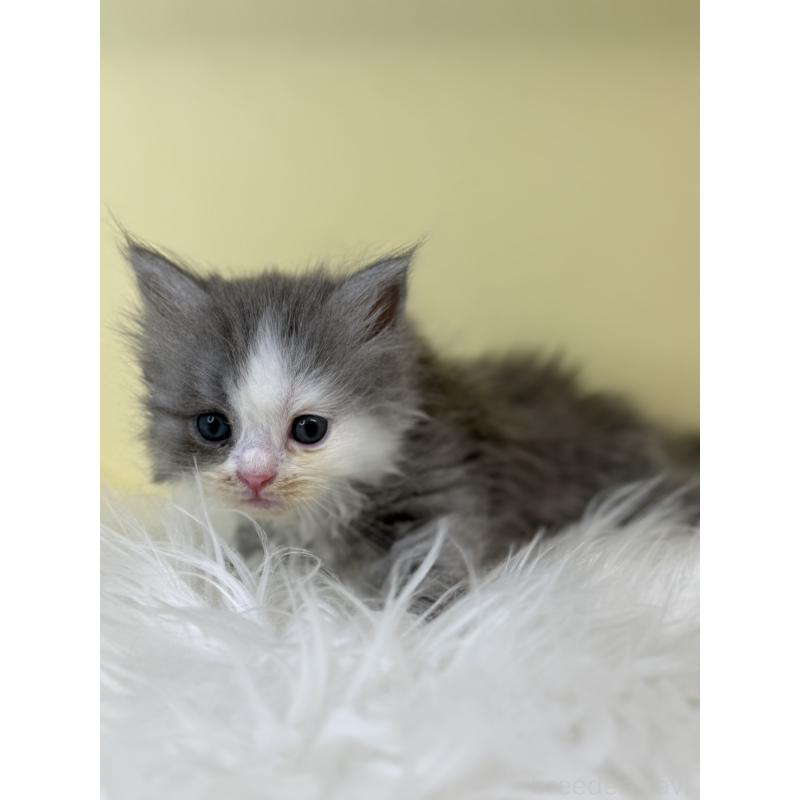 販売中の埼玉県のサイベリアン-139626の3枚目