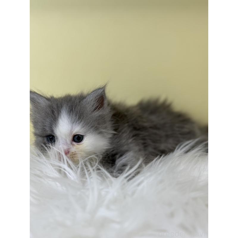 販売中の埼玉県のサイベリアン-139626の2枚目