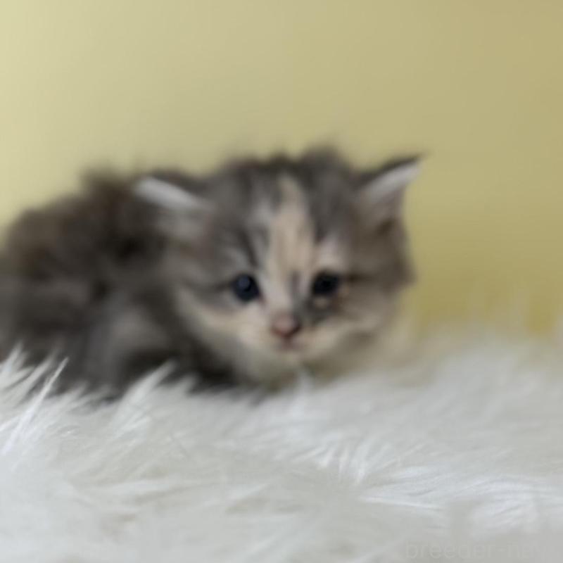 販売中の埼玉県のサイベリアン-139628の4枚目