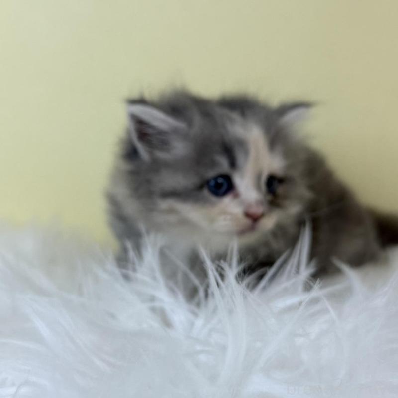 販売中の埼玉県のサイベリアン-139628の3枚目