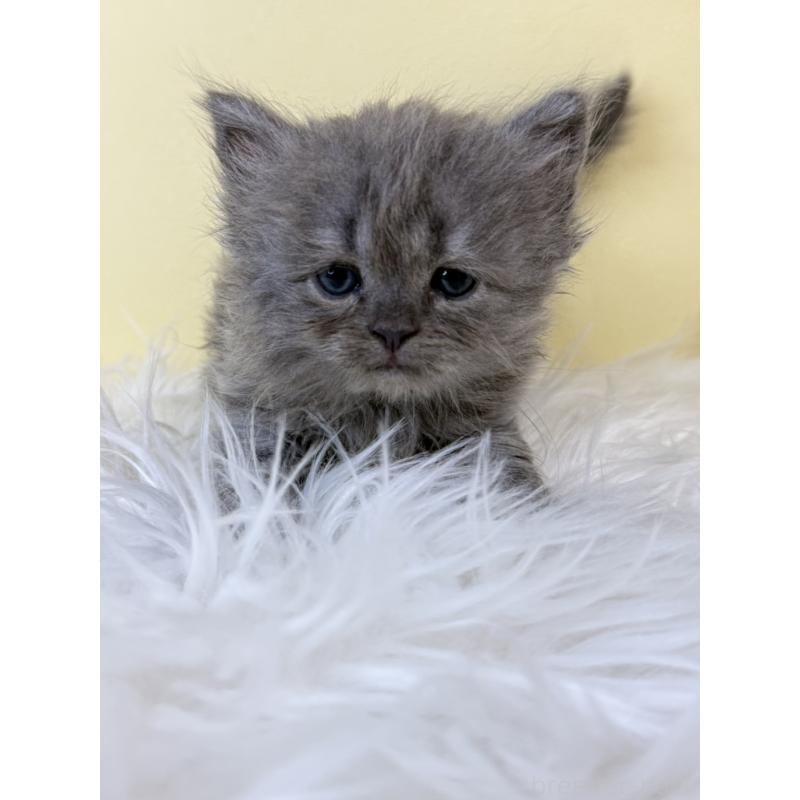 販売中の埼玉県のサイベリアン-139627の4枚目