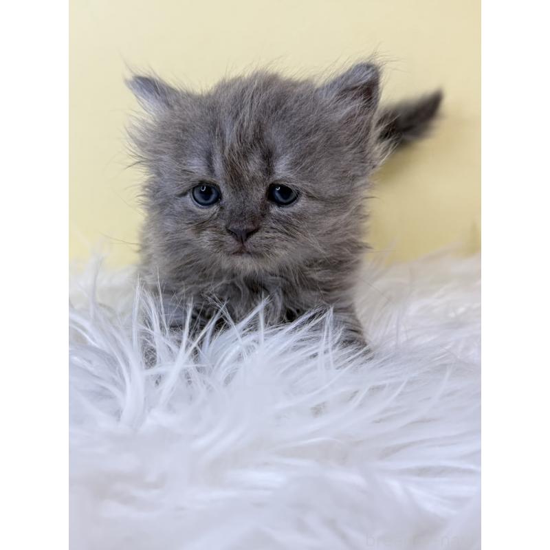 販売中の埼玉県のサイベリアン-139627の3枚目