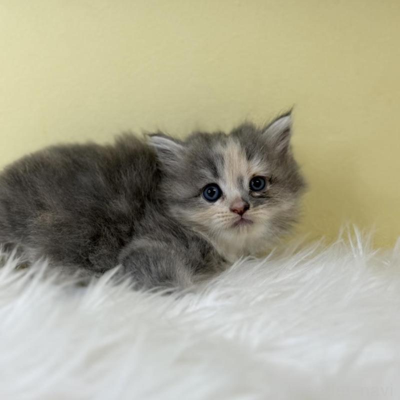 販売中の埼玉県のサイベリアン-139628