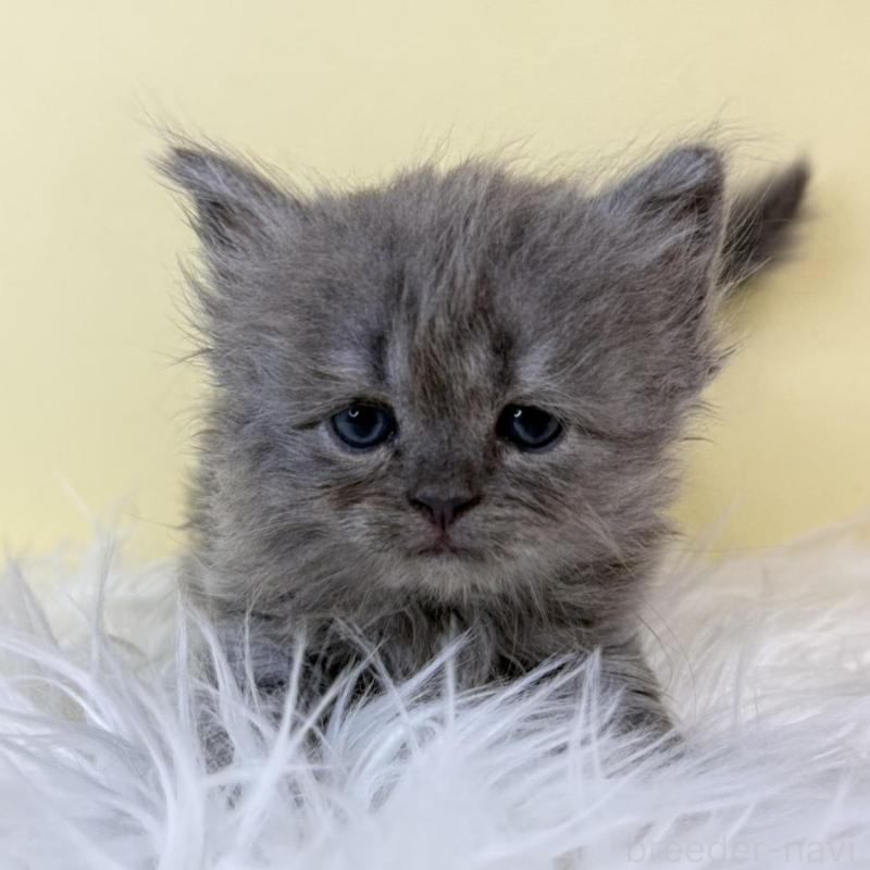 販売中の埼玉県のサイベリアン-139627