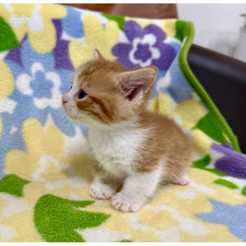 販売中の神奈川県のマンチカン-139630の10枚目