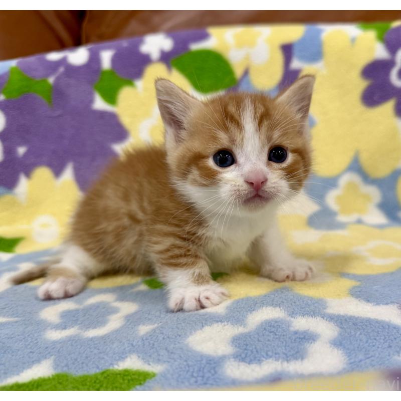 販売中の神奈川県のマンチカン-139630の9枚目