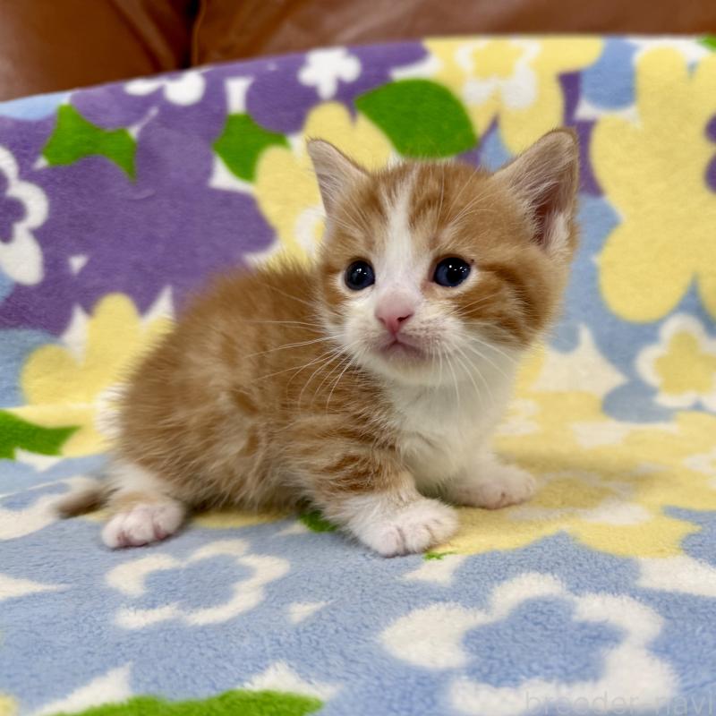 販売中の神奈川県のマンチカン-139630の8枚目