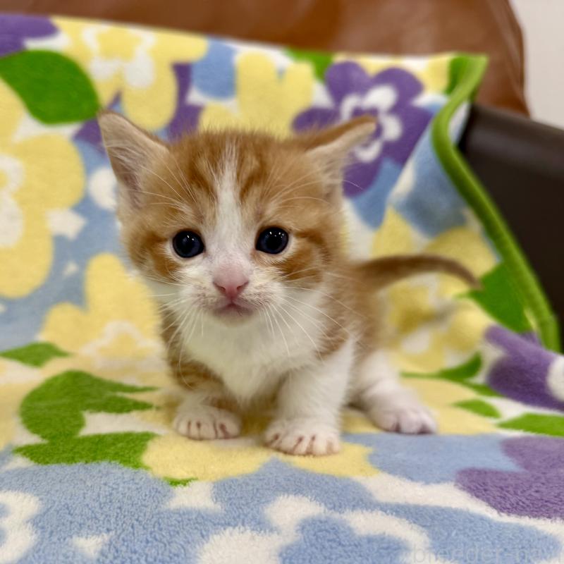 販売中の神奈川県のマンチカン-139630の7枚目