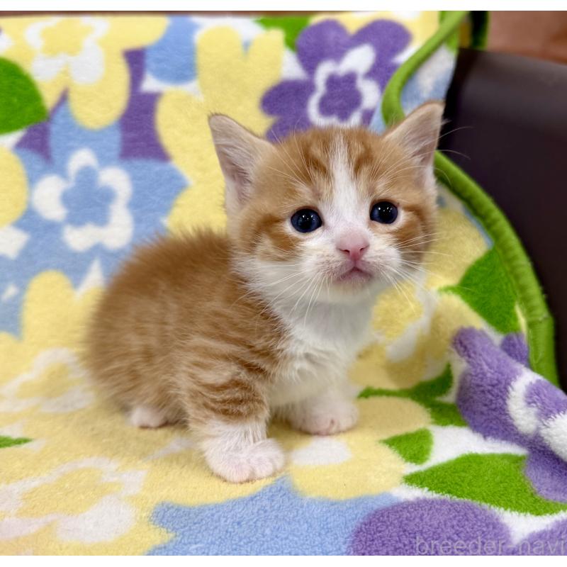 販売中の神奈川県のマンチカン-139630