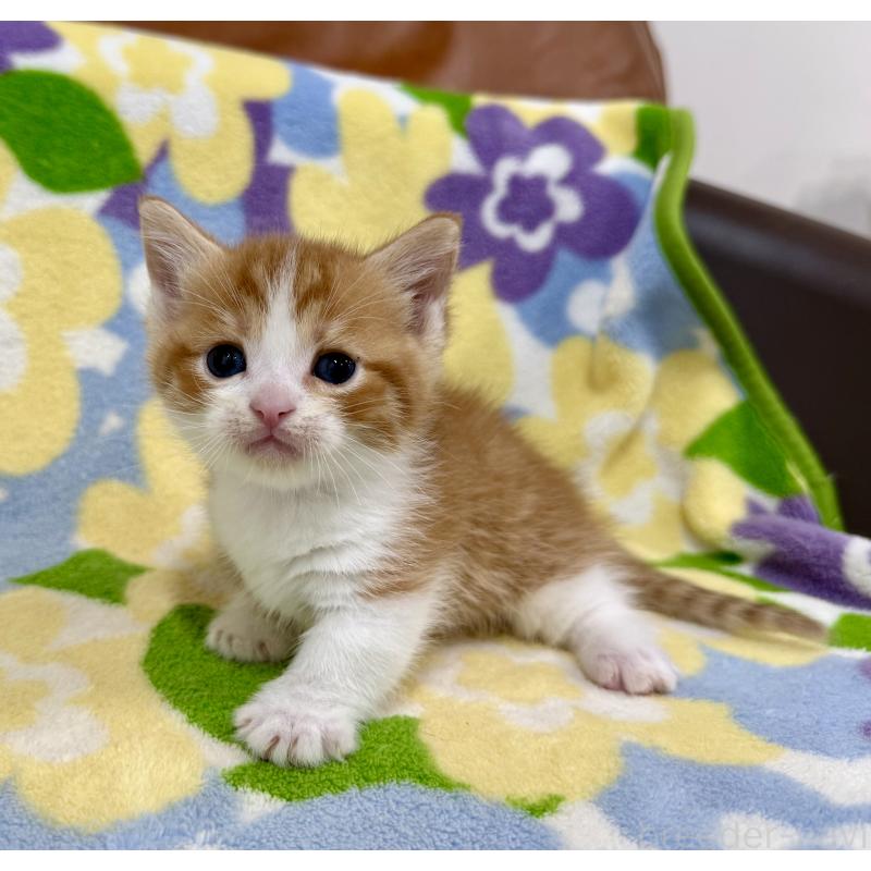 販売中の神奈川県のマンチカン-139630の5枚目