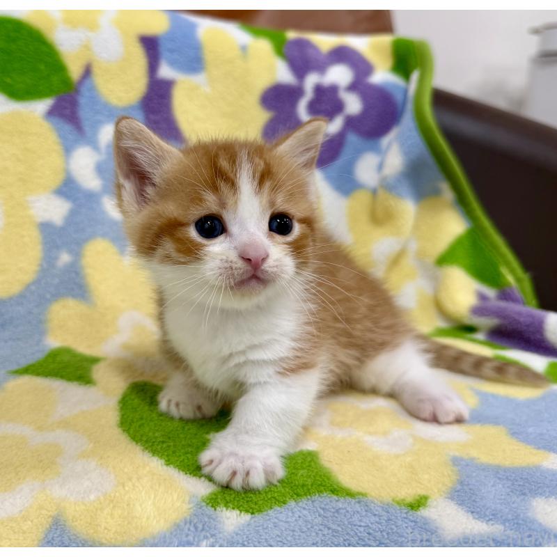 販売中の神奈川県のマンチカン-139630の4枚目