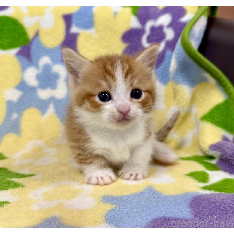 販売中の神奈川県のマンチカン-139630の3枚目