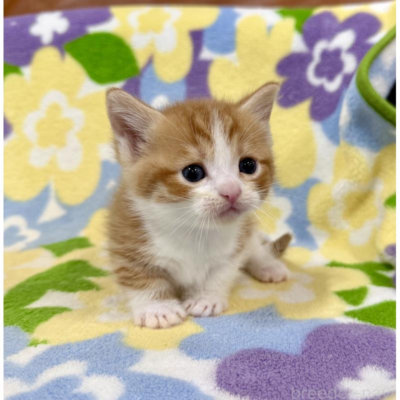 販売中の神奈川県のマンチカン-139630の2枚目