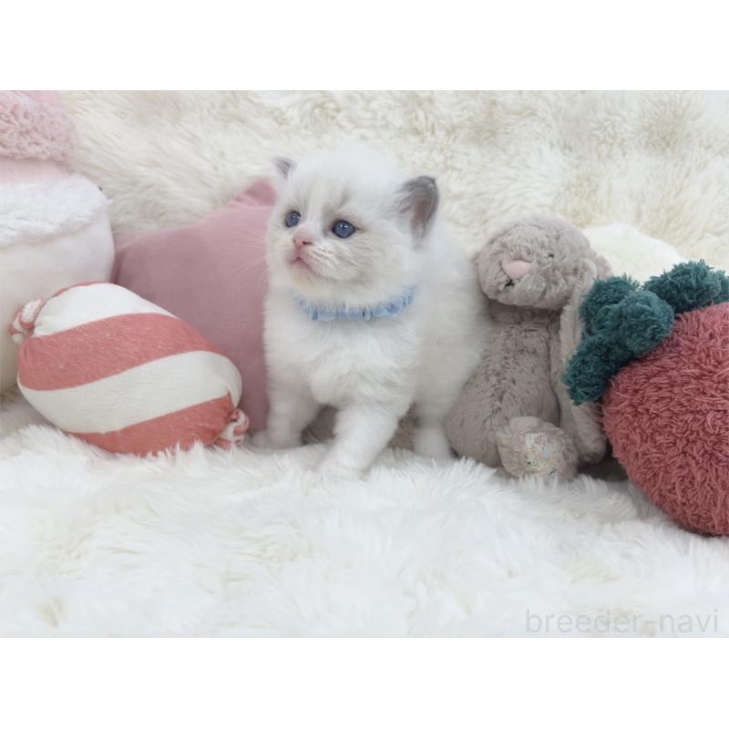 販売中の大阪府のラグドール-139629の8枚目