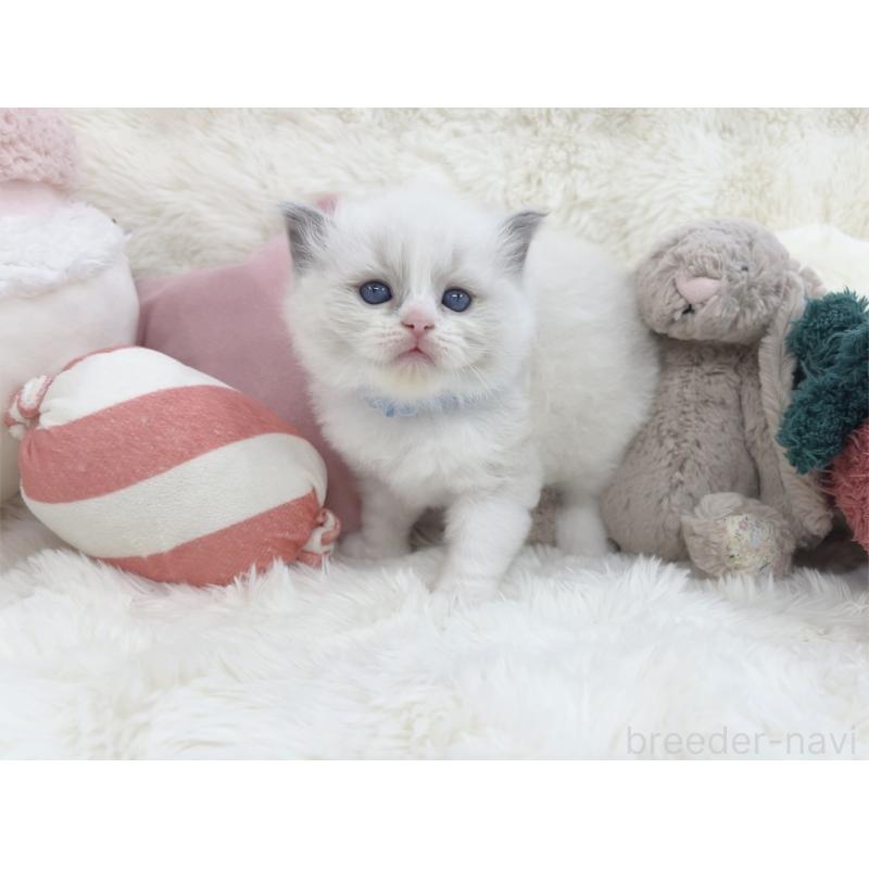 販売中の大阪府のラグドール-139629の7枚目