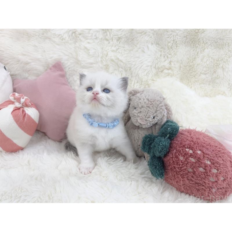 販売中の大阪府のラグドール-139629の6枚目