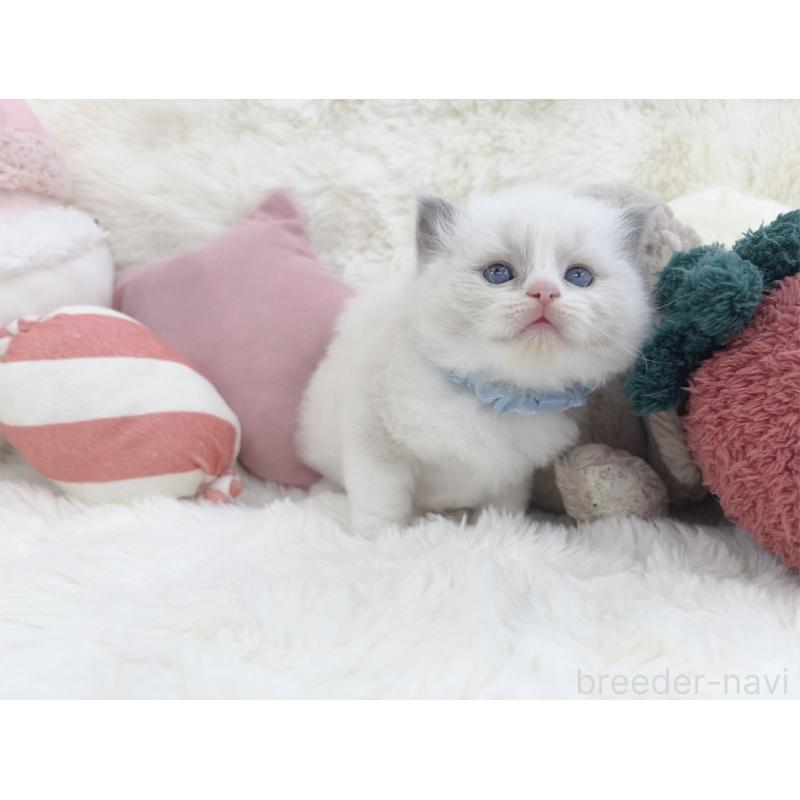 販売中の大阪府のラグドール-139629の5枚目