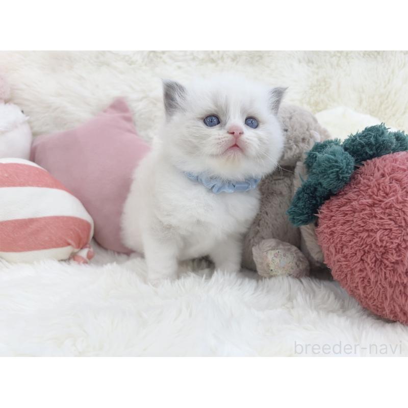 販売中の大阪府のラグドール-139629の4枚目