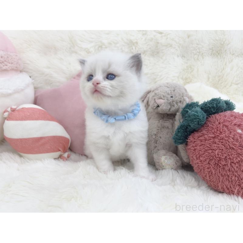 販売中の大阪府のラグドール-139629の3枚目