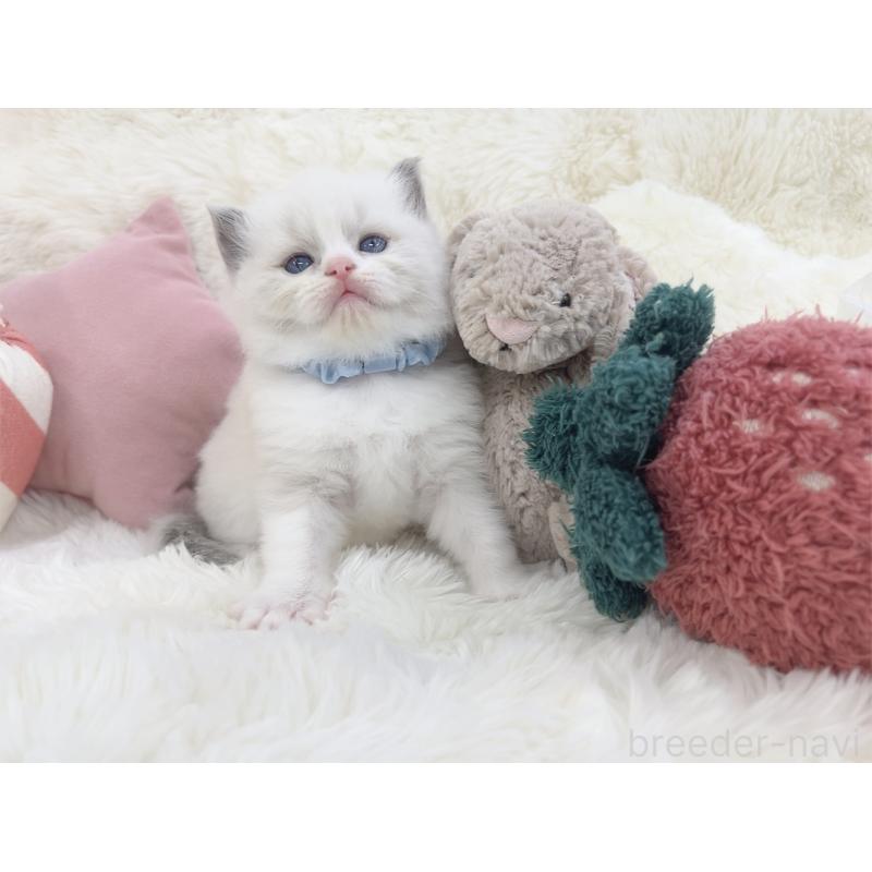 販売中の大阪府のラグドール-139629の2枚目