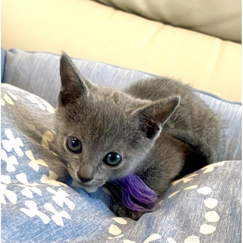 販売中の東京都のロシアンブルー-137895