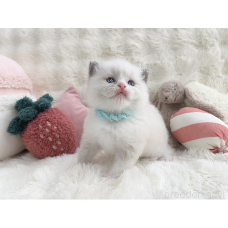 販売中の大阪府のラグドール-139631の7枚目