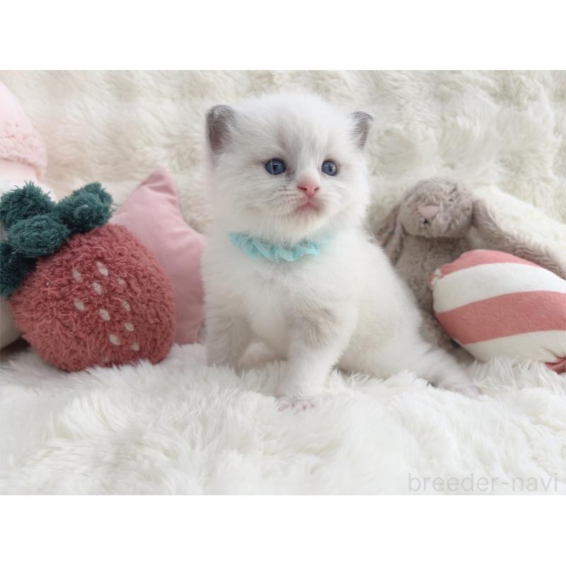 販売中の大阪府のラグドール-139631の6枚目