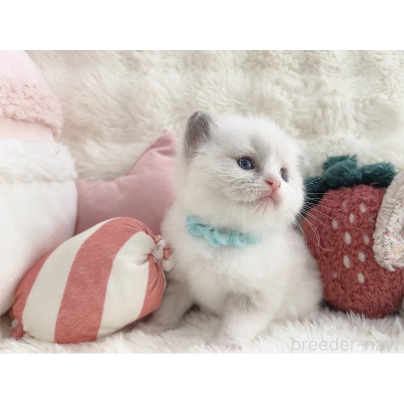 販売中の大阪府のラグドール-139631の5枚目