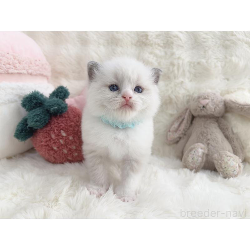 販売中の大阪府のラグドール-139631の4枚目