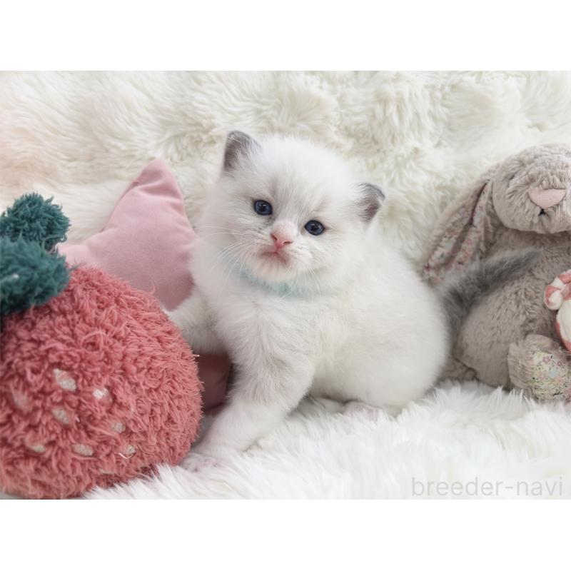 販売中の大阪府のラグドール-139631の3枚目