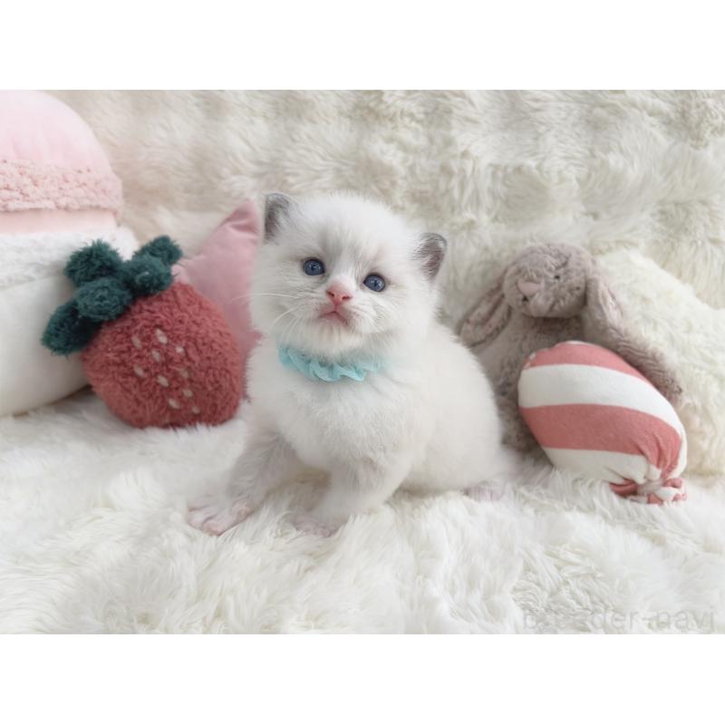 販売中の大阪府のラグドール-139631の2枚目