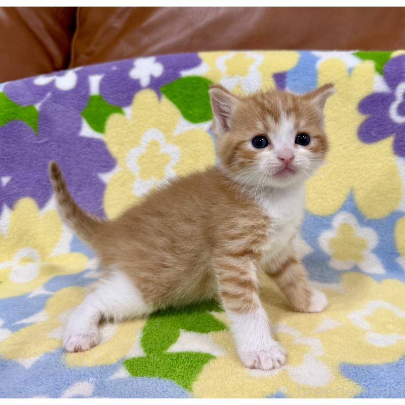 販売中の神奈川県のマンチカン-139633の1枚目