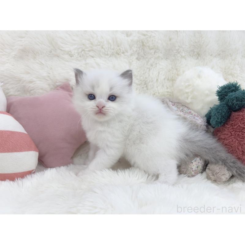 販売中の大阪府のラグドール-139632の7枚目