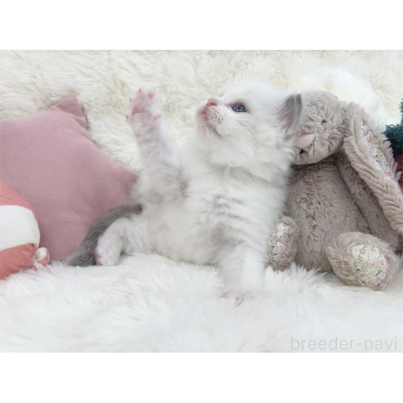 販売中の大阪府のラグドール-139632の6枚目