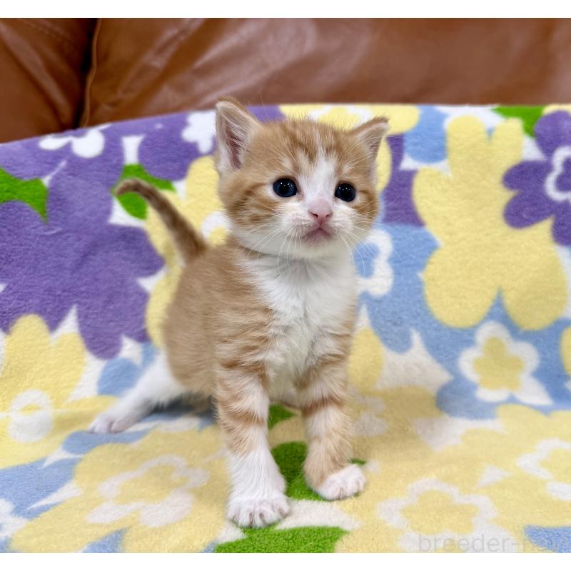 販売中の神奈川県のマンチカン-139633の10枚目