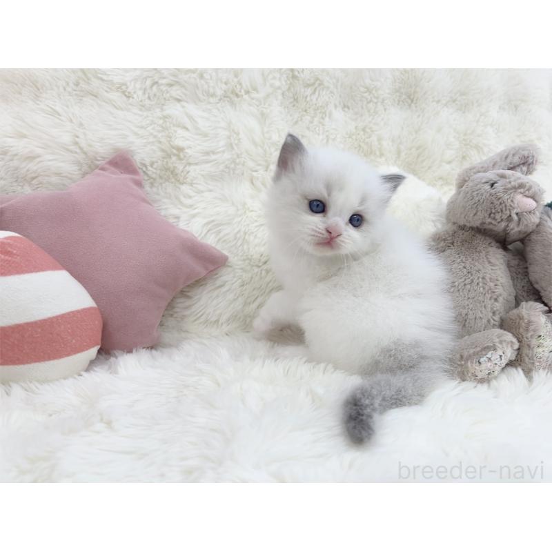 販売中の大阪府のラグドール-139632の5枚目