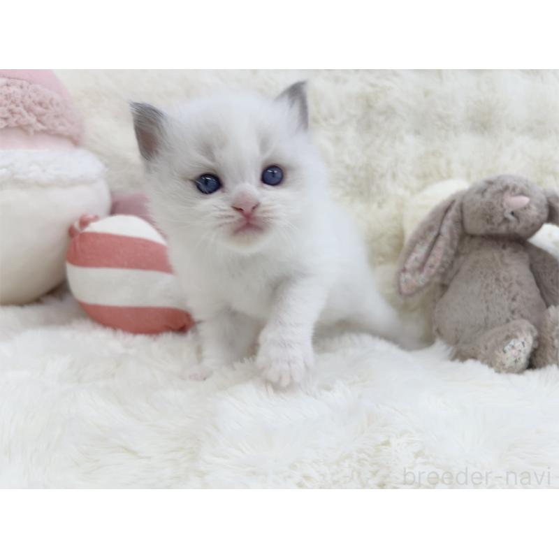 販売中の大阪府のラグドール-139632の4枚目