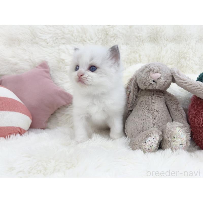 販売中の大阪府のラグドール-139632の3枚目