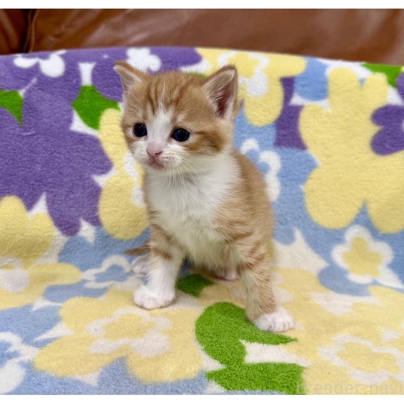 販売中の神奈川県のマンチカン-139633の9枚目