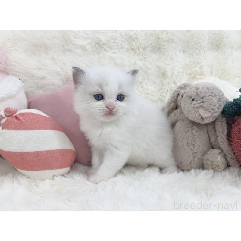 販売中の大阪府のラグドール-139632の2枚目