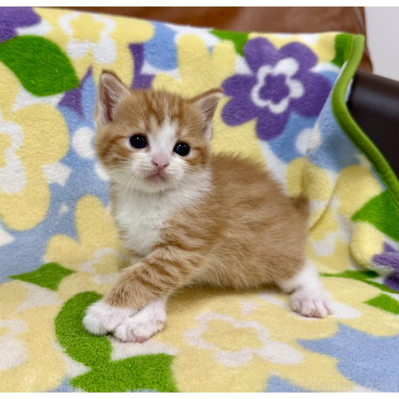 販売中の神奈川県のマンチカン-139633の8枚目