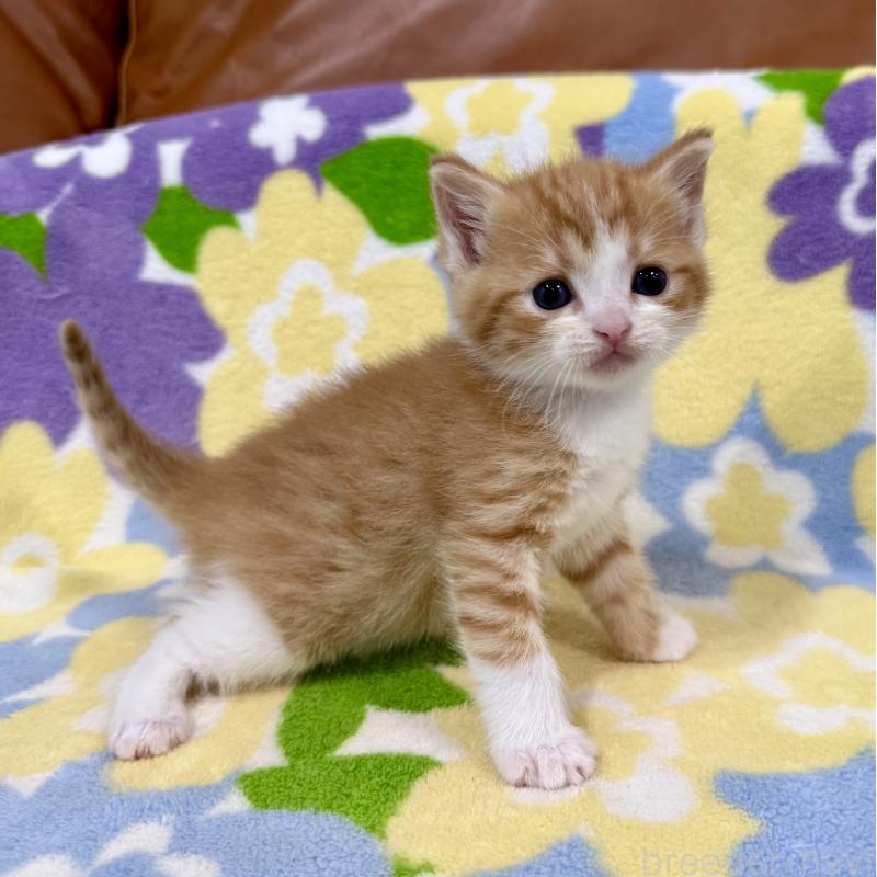 販売中の神奈川県のマンチカン-139633の7枚目