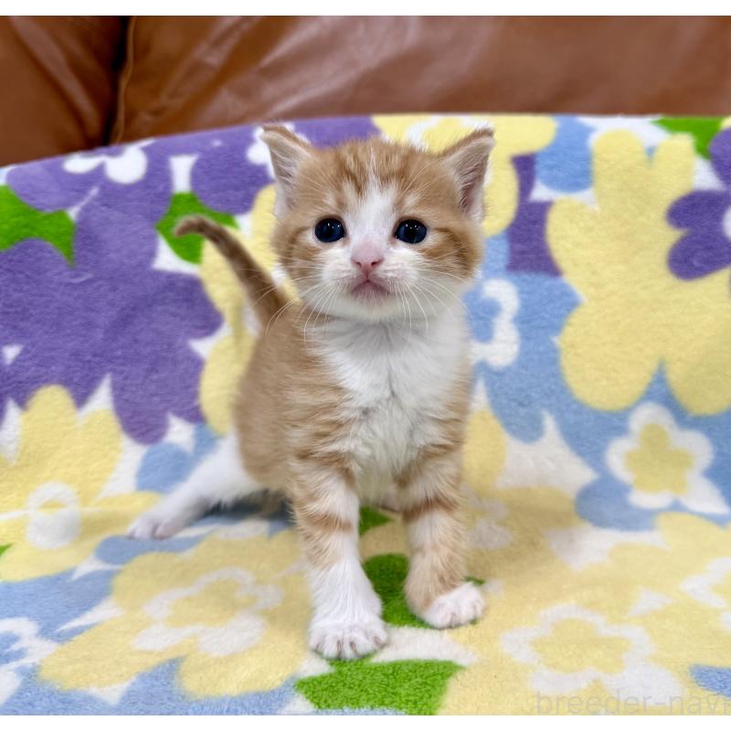 販売中の神奈川県のマンチカン-139633の6枚目