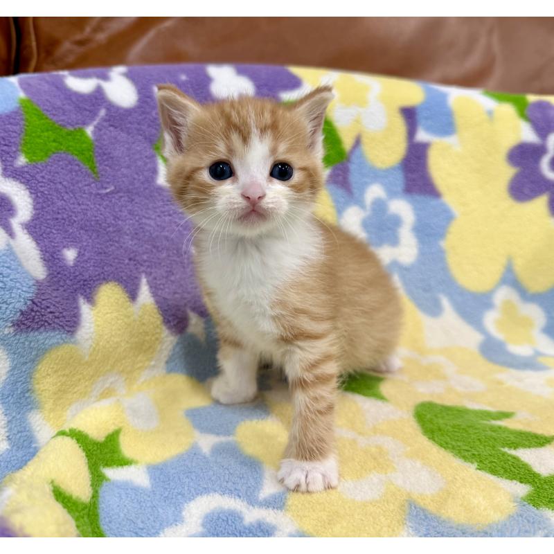 販売中の神奈川県のマンチカン-139633の5枚目