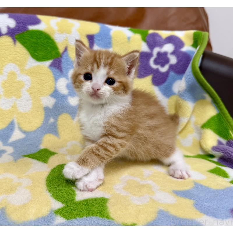 販売中の神奈川県のマンチカン-139633の4枚目