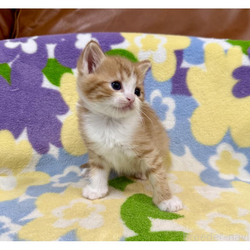 販売中の神奈川県のマンチカン-139633の3枚目