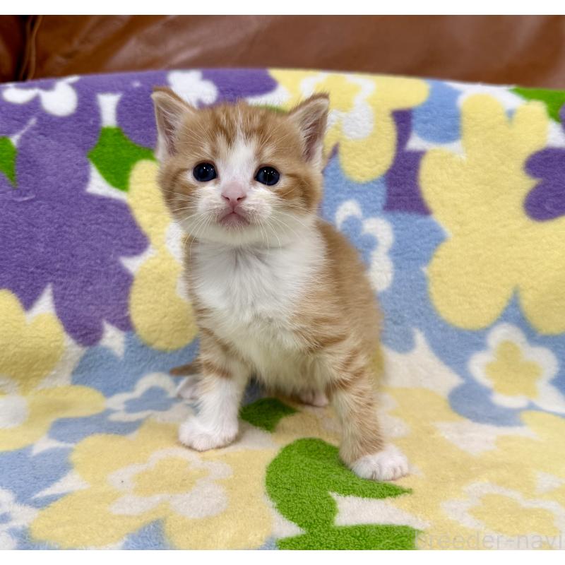 販売中の神奈川県のマンチカン-139633の2枚目