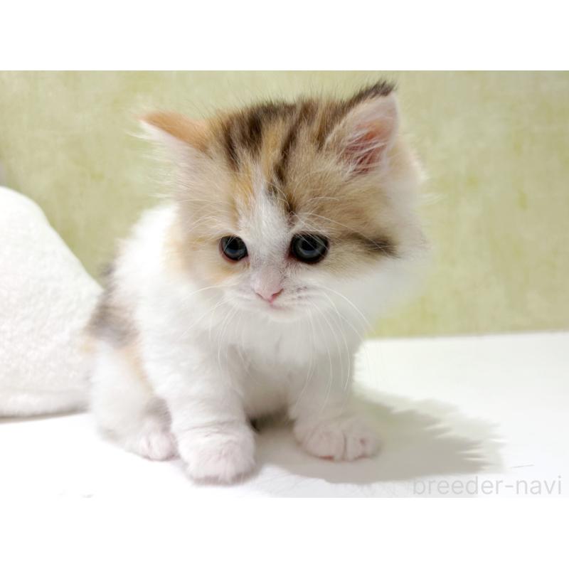 販売中の東京都のラガマフィン-139634の5枚目